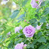 薔薇