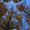 見上げたブナの木
