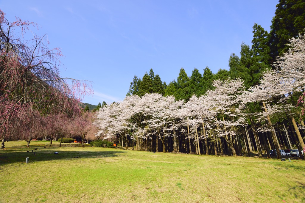 竹田地区のさくら