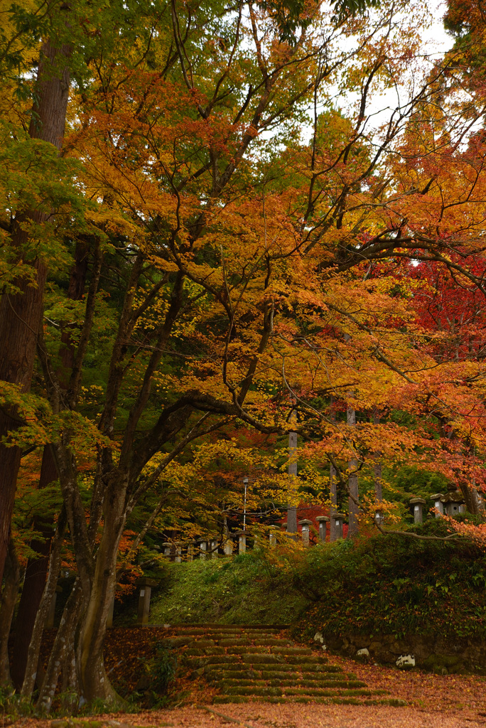 花筐公園の紅葉