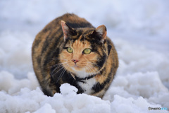 雪の中の猫