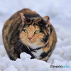 雪の中の猫