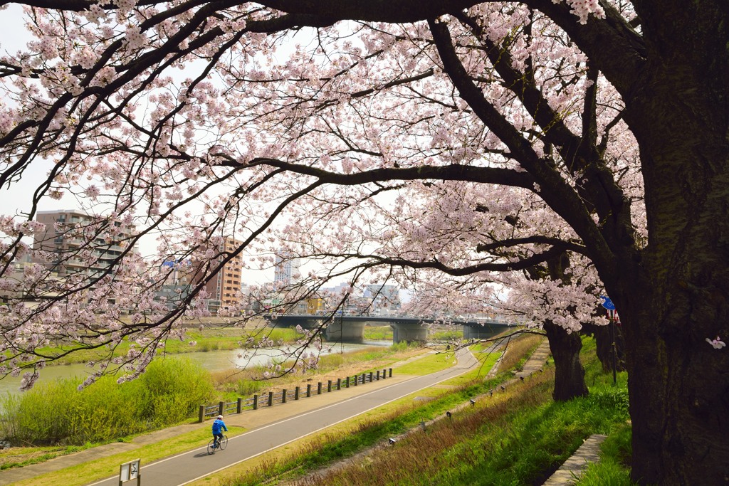 足羽川桜並木