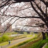 足羽川桜並木