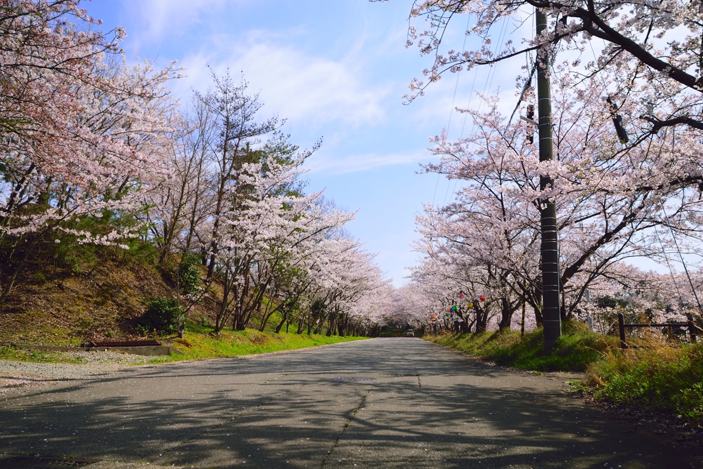 あわら市室山の桜並木