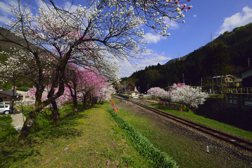 花桃か彩る線路