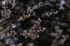 梅の花