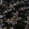 梅の花