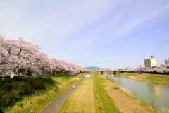 足羽川桜並木