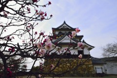彦根城と梅の花