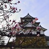彦根城と梅の花