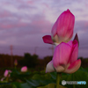 夕方のはすの花③