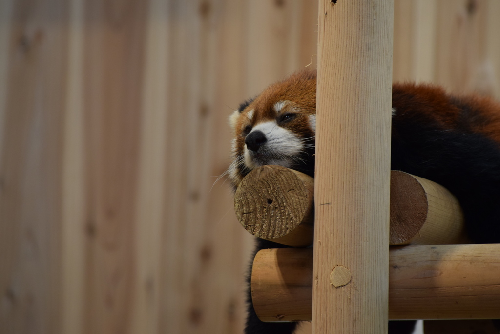 レッサーパンダ