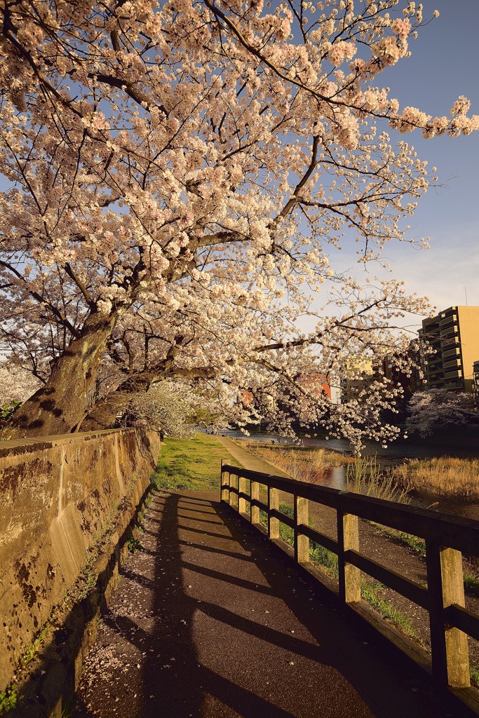 夕日に染まる桜