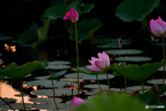 夕方のはすの花②