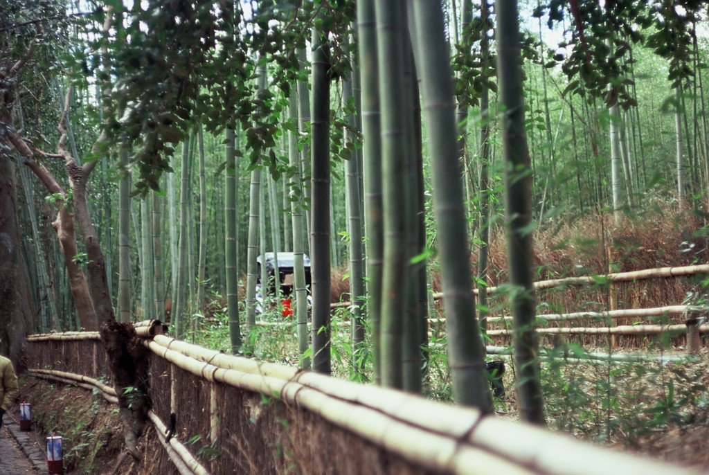 竹林