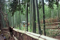 竹林