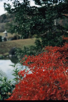 赤と緑。狐と狸ではない。