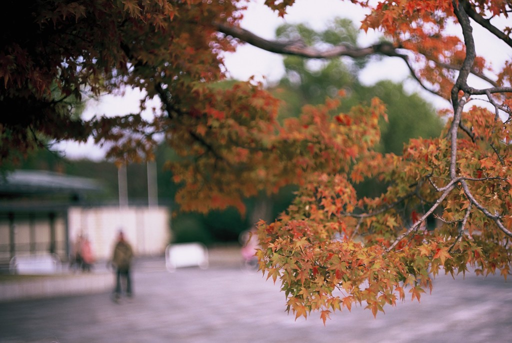 紅葉