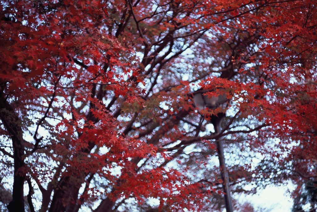 季節外れの紅葉