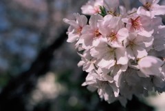 満開の桜はキレイですね。