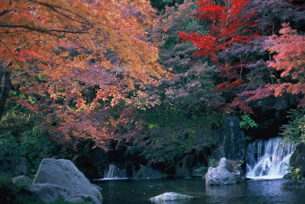 紅葉その２
