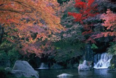 紅葉その２