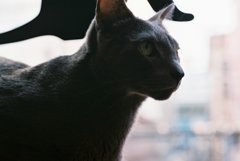 ねこその３