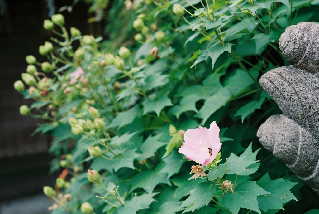 お花。