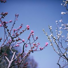 藤田邸公園の梅その２