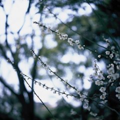 藤田邸公園の梅