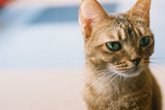 ねこその１