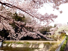 2017-04-10 の桜 