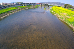 春の大和川Ⅱ