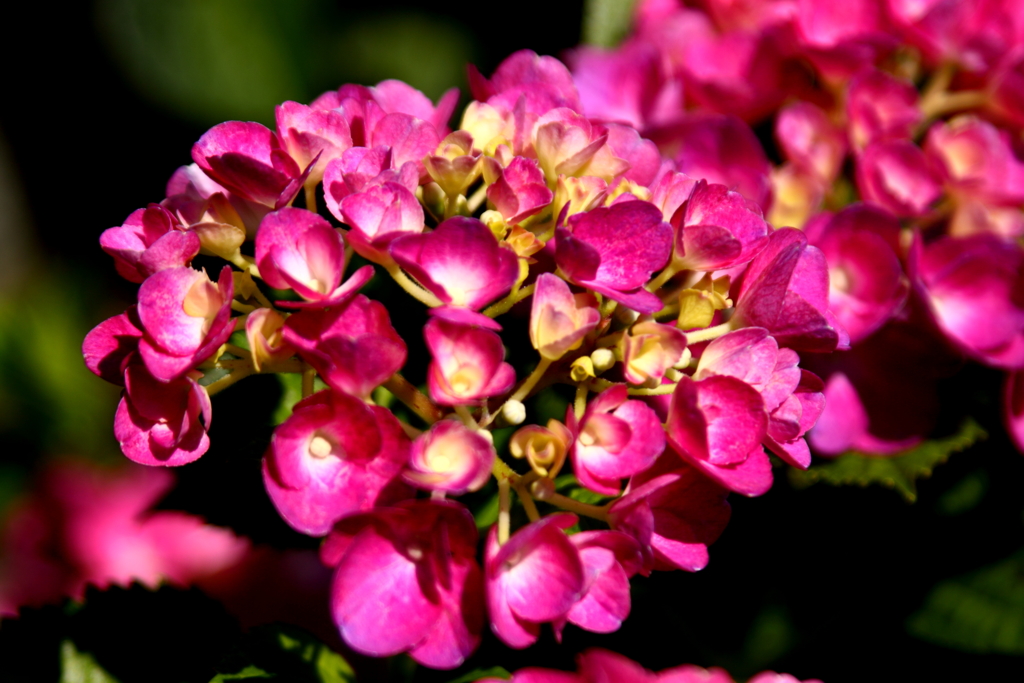 我家の紫陽花　その２