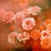 夢想薔薇