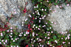 小さなお花 Ⅱ