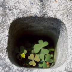 ちっちゃなハート