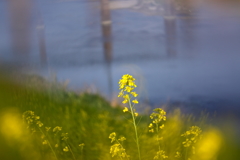 菜の花　
