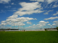 真夏の田園風景