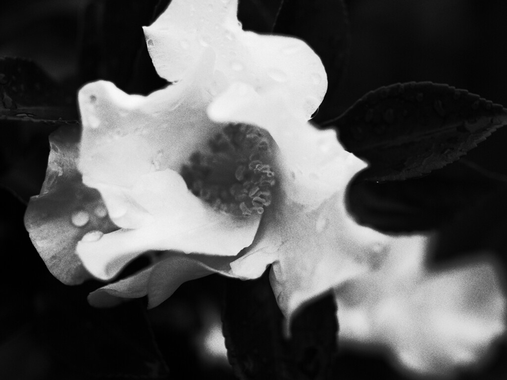 ハードボイルド山茶花2
