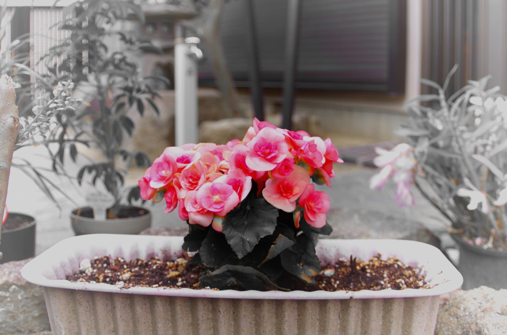 たまには乙女チックに。。。