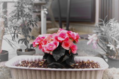 たまには乙女チックに。。。