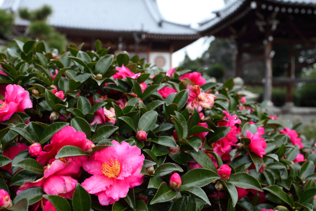 山茶花
