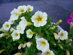 お花