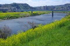 春の大和川