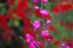 菊桃