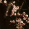ふわふわの春