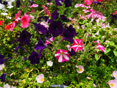 お花達