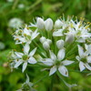 ニラの花